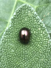 Chrysolina americana