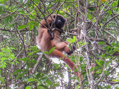 Callicebus nigrifrons