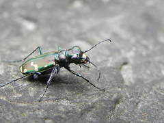 Cicindela limbalis