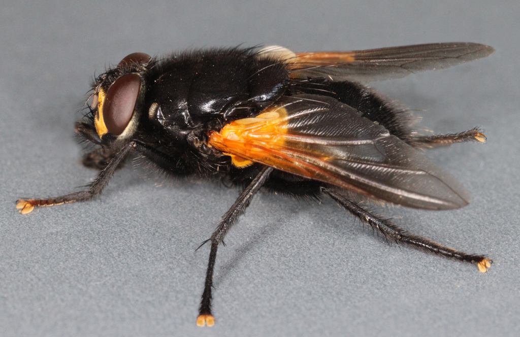 Noon Fly