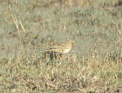 Anthus nicholsoni nicholsoni