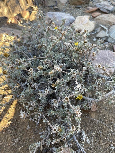 Image of Oedera humilis by (c) Matt Berger, some rights reserved (CC BY)
