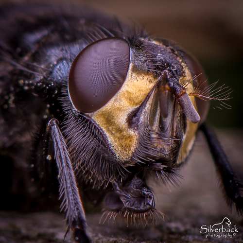 Noon Fly