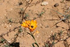 Ixia calendulacea