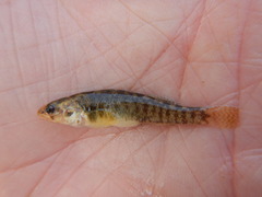 Etheostoma grahami