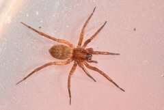 Agroeca brunnea