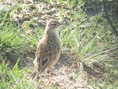 Chersomanes albofasciata albofasciata
