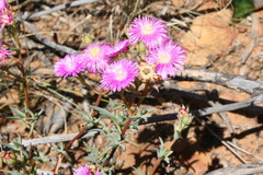 Lampranthus pakhuisensis