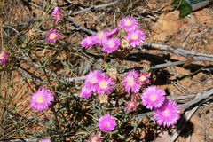 Lampranthus pakhuisensis