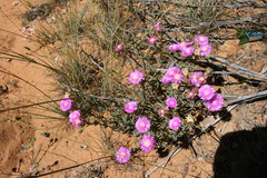 Lampranthus pakhuisensis
