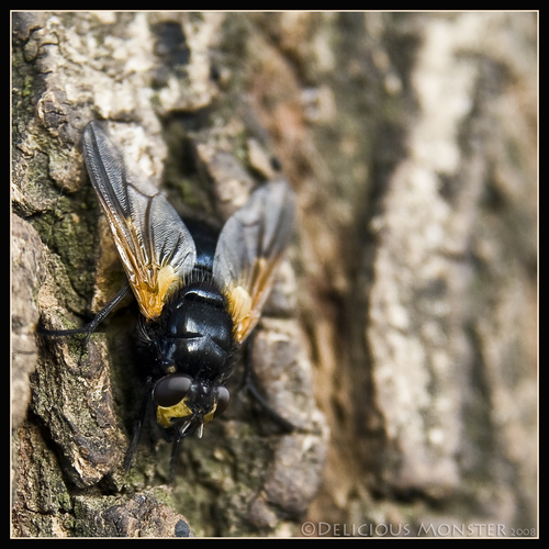 Noon Fly