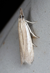 Tampa dimediatella