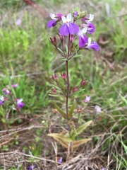 Collinsia violacea