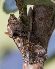 Argyrogramma verruca