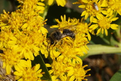 Colletes compactus compactus
