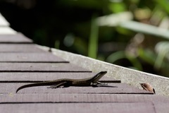Eutropis rudis