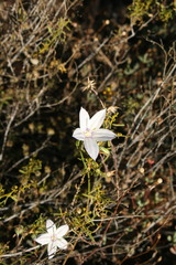 Prismatocarpus crispus