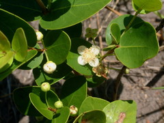 Eugenia albanensis