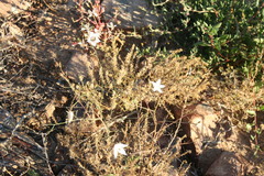 Prismatocarpus crispus