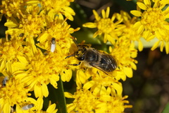 Colletes compactus compactus