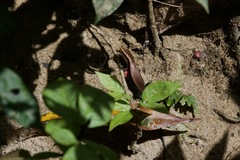 Eutropis rudis