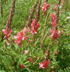 Indigofera williamsonii