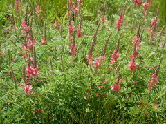Indigofera williamsonii