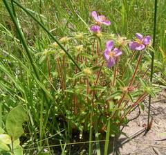Argyrella phaeotricha