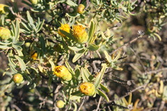 Pteronia glabrata