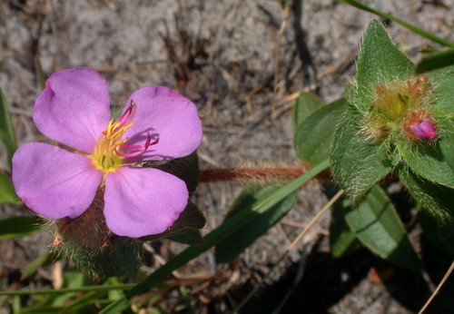Dwarf Dissotis