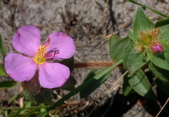 Argyrella phaeotricha
