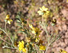 Rhynchopsidium pumilum