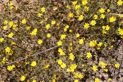 Rhynchopsidium pumilum