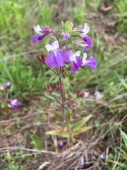 Collinsia violacea