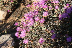 Schlechteranthus abruptus