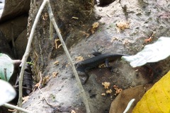 Sphenomorphus cyanolaemus