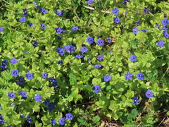 Lysimachia arvensis caerulea