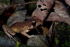 Pulchrana baramica