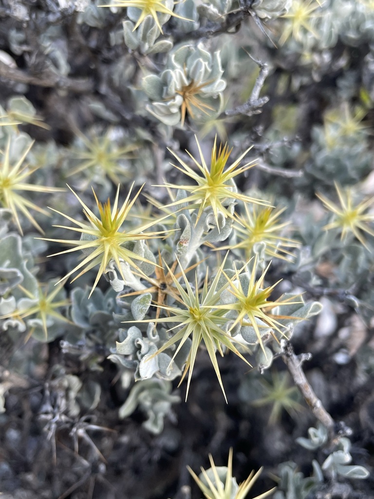 Dicomeae