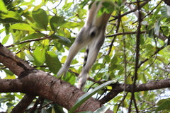 Lemur catta