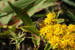 Colletes compactus compactus