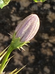 Solanum villosum image