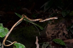Aplopeltura boa