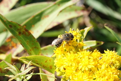 Colletes compactus compactus