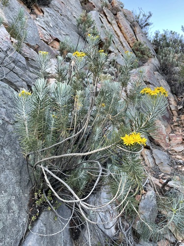 Image of Euryops tenuissimus by (c) Matt Berger, some rights reserved (CC BY)