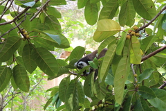 Lemur catta