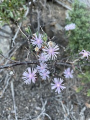 Wind-pollinated dewflower (Drosanthemum anemophilum)