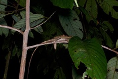 Gonocephalus bornensis