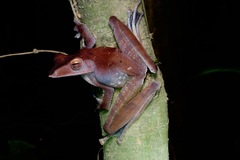 Polypedates colletti