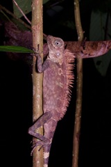 Gonocephalus bornensis